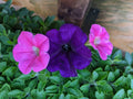 Petunia Live Plants - Color Combo 10 Baby Plugs - Easy Wave Navy Velour & Shock Wave Rose - Petunia × atkinsiana