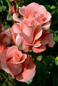 Salmon Rose Seeds - Perennial Flower Seeds for Borders & Hedges - Rosa spp. - Attracts Pollinators - Easy to Grow