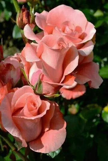 Salmon Rose Seeds - Perennial Flower Seeds for Borders & Hedges - Rosa spp. - Attracts Pollinators - Easy to Grow