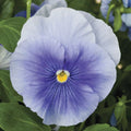 Pansy Seeds Pack - 50 Light Blue Viola tricolor var. hortensis for Garden, Containers, Pollinator Attracting