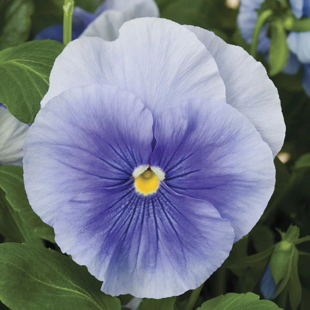 Pansy Seeds Pack - 50 Light Blue Viola tricolor var. hortensis for Garden, Containers, Pollinator Attracting