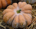 Fairy Tale Pumpkin Seeds, Musque de Provence, Organic Heirloom, NON-GMO, Vining Pumpkin Seed Pack