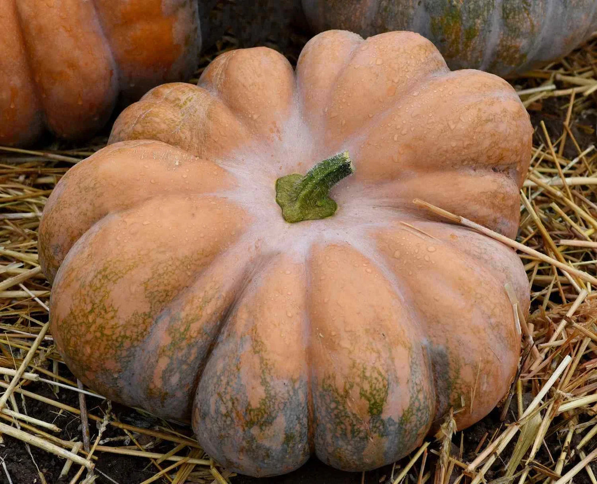 Fairy Tale Pumpkin Seeds, Musque de Provence, Organic Heirloom, NON-GMO, Vining Pumpkin Seed Pack