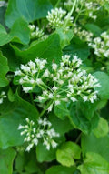 Climbing Hempvine Seeds Pack of 100+ | Mikania scandens Aromatic Climbing Vine for Gardens & Fences