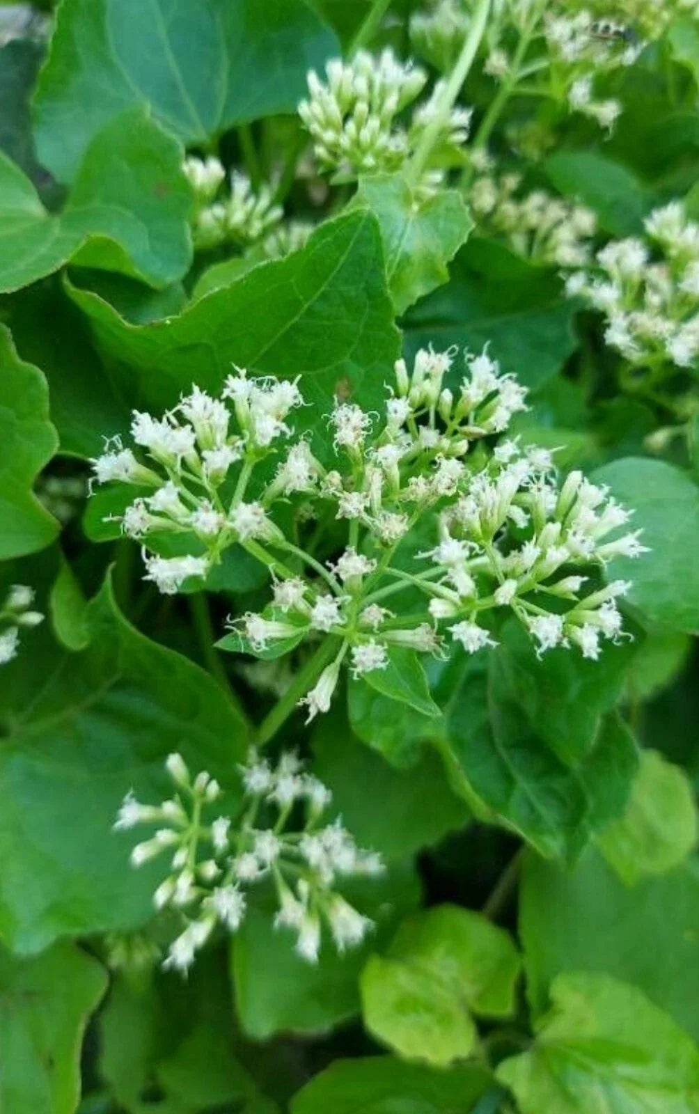 Climbing Hempvine Seeds Pack of 100+ | Mikania scandens Aromatic Climbing Vine for Gardens & Fences
