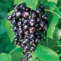 Ben Lomond Black Currant Live Rooted Starter Plant - Edible Shrub for Jams & Juice - Self-Pollinating, Zones 3-7, Organic Ribes nigrum