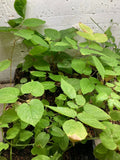 American Spikenard Plant - Potted Native Perennial Edible Shade Herb - Aralia racemosa