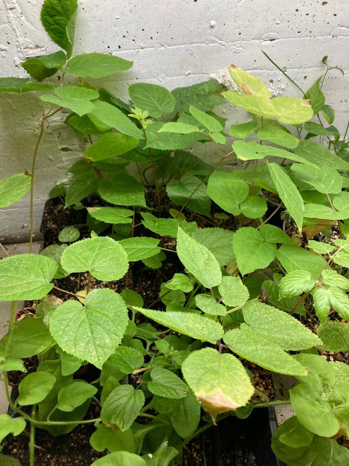 American Spikenard Plant - Potted Native Perennial Edible Shade Herb - Aralia racemosa