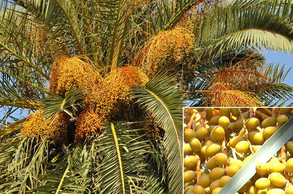 Canary Island Date Palm Seeds, Phoenix canariensis, Tropical Garden, 15 Seeds for Growing Pineapple Palm Tree
