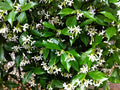 Organic Live Star Jasmine Cuttings - Fragrant White Flowers, Climbing Vines, Trachelospermum jasminoides, USA Grown
