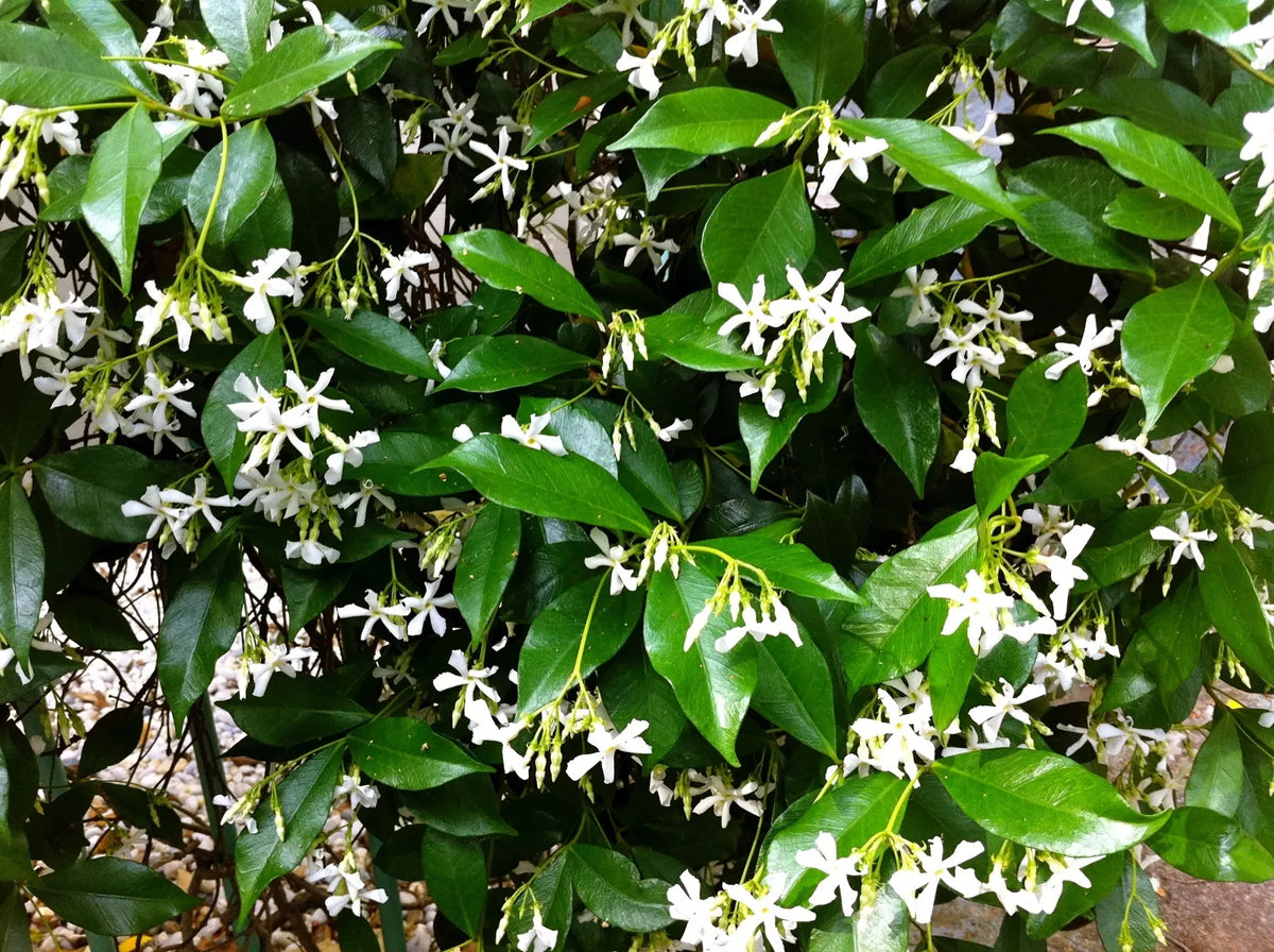 Organic Live Star Jasmine Cuttings - Fragrant White Flowers, Climbing Vines, Trachelospermum jasminoides, USA Grown