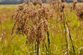 Wool Grass Seeds - 1000+ Count - Native Wetland Perennial for Marsh & Erosion Control - Scirpus cyperinus