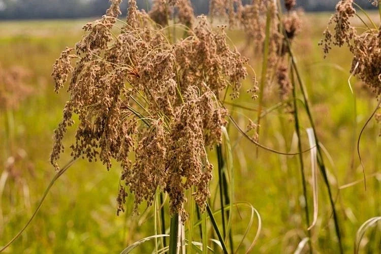 Wool Grass Seeds - 1000+ Count - Native Wetland Perennial for Marsh & Erosion Control - Scirpus cyperinus