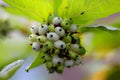 Tatarian Dogwood Seeds - Cornus alba - Hardy Shrub for Landscaping & Wildlife Gardens - 20 Pack