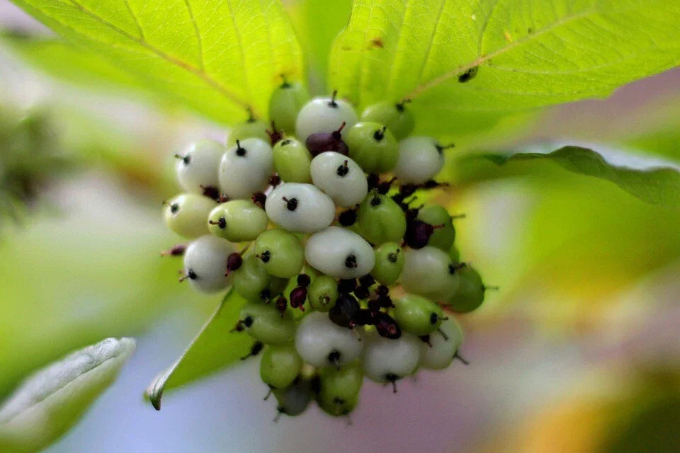 Tatarian Dogwood Seeds - Cornus alba - Hardy Shrub for Landscaping & Wildlife Gardens - 20 Pack