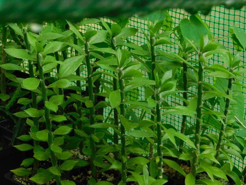 Pereskiopsis spathulata Grafting Stock Cactus Cuttings – 4-inch Propagation Plants for Grafting and Cactus Cultivation