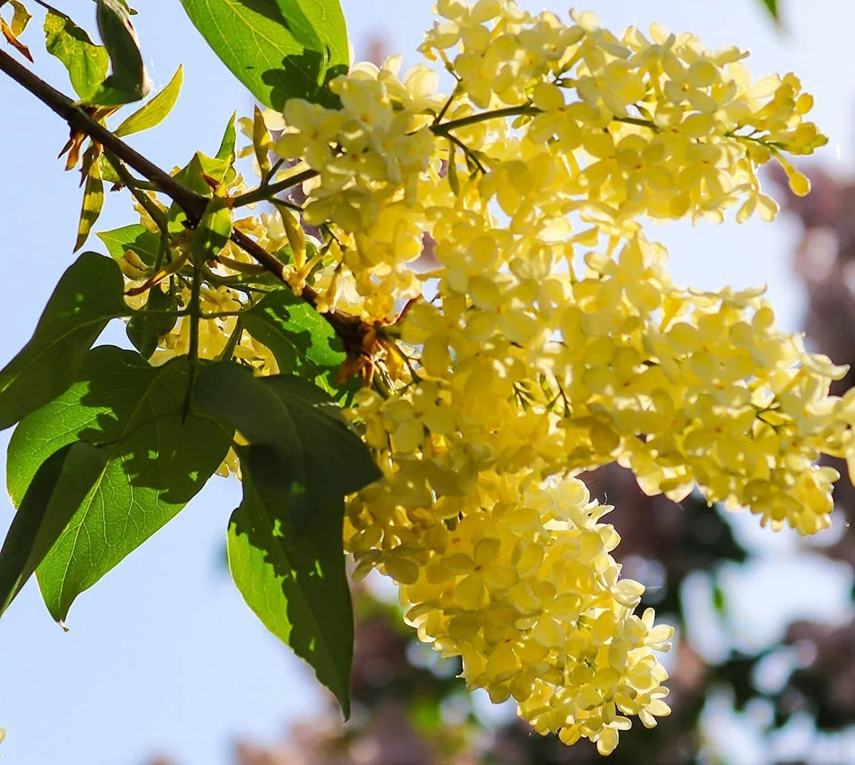 Yellow Lilac Seeds for Planting | 50+ Seeds | Fragrant Syringa vulgaris 'Yellow' for Garden & Bonsai