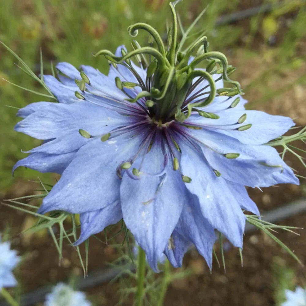 Nigella Seeds - Miss Jekyll Mix - 25 Flower Seeds - Love-in-a-Mist - Nigella damascena - Blue, White, Pink Flowers