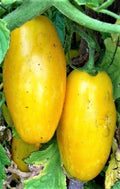 Banana Legs Yellow Tomato Seeds 50 Count Heirloom Non-GMO Solanum lycopersicum Vegetable Seeds