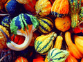 Small Gourd Seeds Mix - 25+ Seeds for Colorful Fall Decor - Cucurbita pepo Varieties