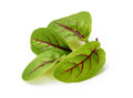 Red Veined Sorrel Seeds - Colorful Salad Greens - Rumex sanguineus - Fast Growing, Non-GMO, Indoor & Outdoor Gardening