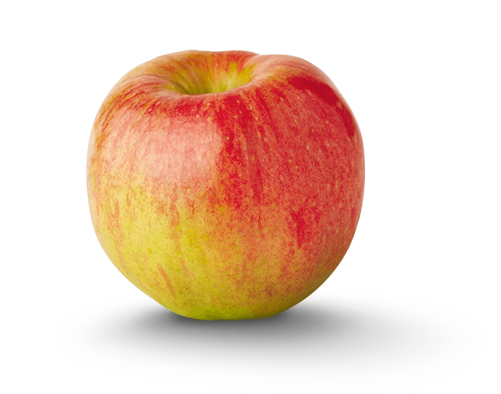 Dwarf Apple Tree Cuttings – 12 Organic Grafting Scions for Rooting – Malus domestica – Small Garden Patio Fruit Trees