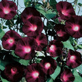 Black Knight Morning Glory Seeds - 20 Pack, Annual Climbing Vine, Ipomoea purpurea, Dark Purple Flowers, Fast-Growing Garden Vine