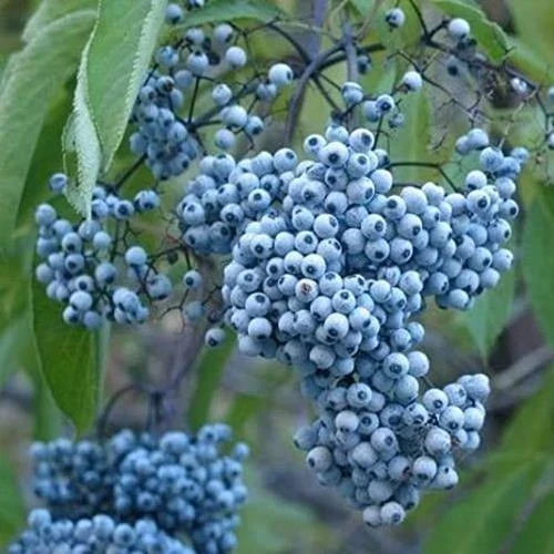 Blue Elderberry Seeds - 50 Non-GMO Sambucus Caerulea for Planting, Organic Blue Berries, Upright Shrub