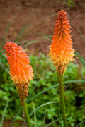 Red Hot Poker Plant Bareroots - Kniphofia uvaria - 6 Pack Perennial Flowers