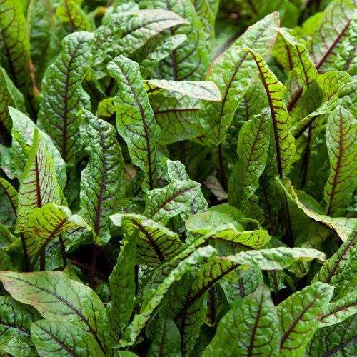 Cold Hardy Aquatic Marginal Pond Plant - Rumex sanguineus, 1-Gallon Pot, Bloody Dock, Water Garden, Wildlife Habitat