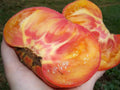 Big Rainbow Tomato Seeds - Organic Heirloom Non-GMO Solanum lycopersicum, Multicolored, 10+ Fresh Rare Seeds