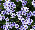 Blue Eyed Grass Seeds - 1,000 Bulk Sisyrinchium Bellum Wildflower Seeds for Native Garden & Pollinator Attracting Planting