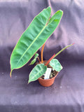 Philodendron Billietiae Rooted Plant in 3" Pot | Tropical Indoor Houseplant with Variegated Green Foliage