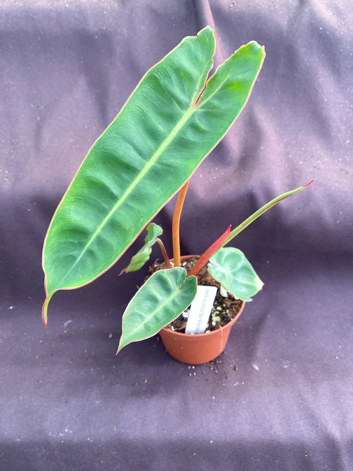 Philodendron Billietiae Rooted Plant in 3" Pot | Tropical Indoor Houseplant with Variegated Green Foliage