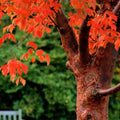 Paperbark Maple Tree Seeds - Acer griseum - Peeling Cinnamon Bark, Deciduous, Garden Planting Seeds