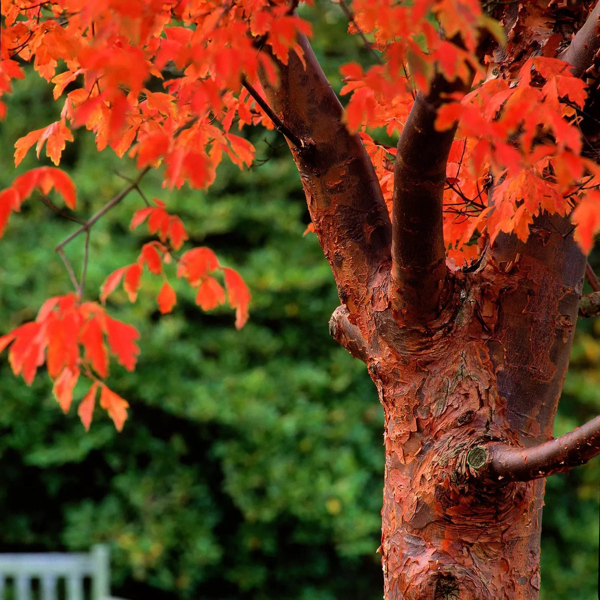 Paperbark Maple Tree Seeds - Acer griseum - Peeling Cinnamon Bark, Deciduous, Garden Planting Seeds