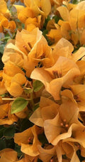 Topaz Gold Bougainvillea Live Plug Plant | Vining, Golden-Yellow Flowers | Bougainvillea glabra | Drought-Tolerant, Full Sun