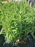 Live Rosemary Plant in 4" Pot, Culinary Herb, Well-Rooted Rosmarinus officinalis, Indoor Outdoor Garden