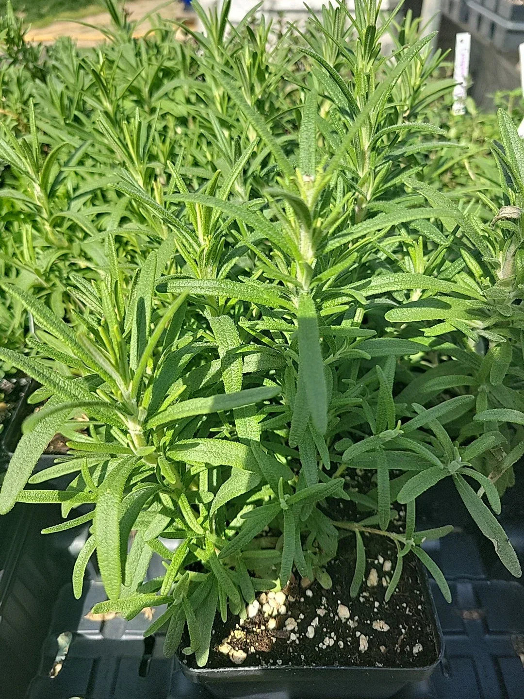 Live Rosemary Plant in 4" Pot, Culinary Herb, Well-Rooted Rosmarinus officinalis, Indoor Outdoor Garden