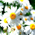 German Chamomile Seeds - 15,000 Non-GMO Heirloom Flower Seeds for Herbal Tea & Medicinal Use - Matricaria chamomilla