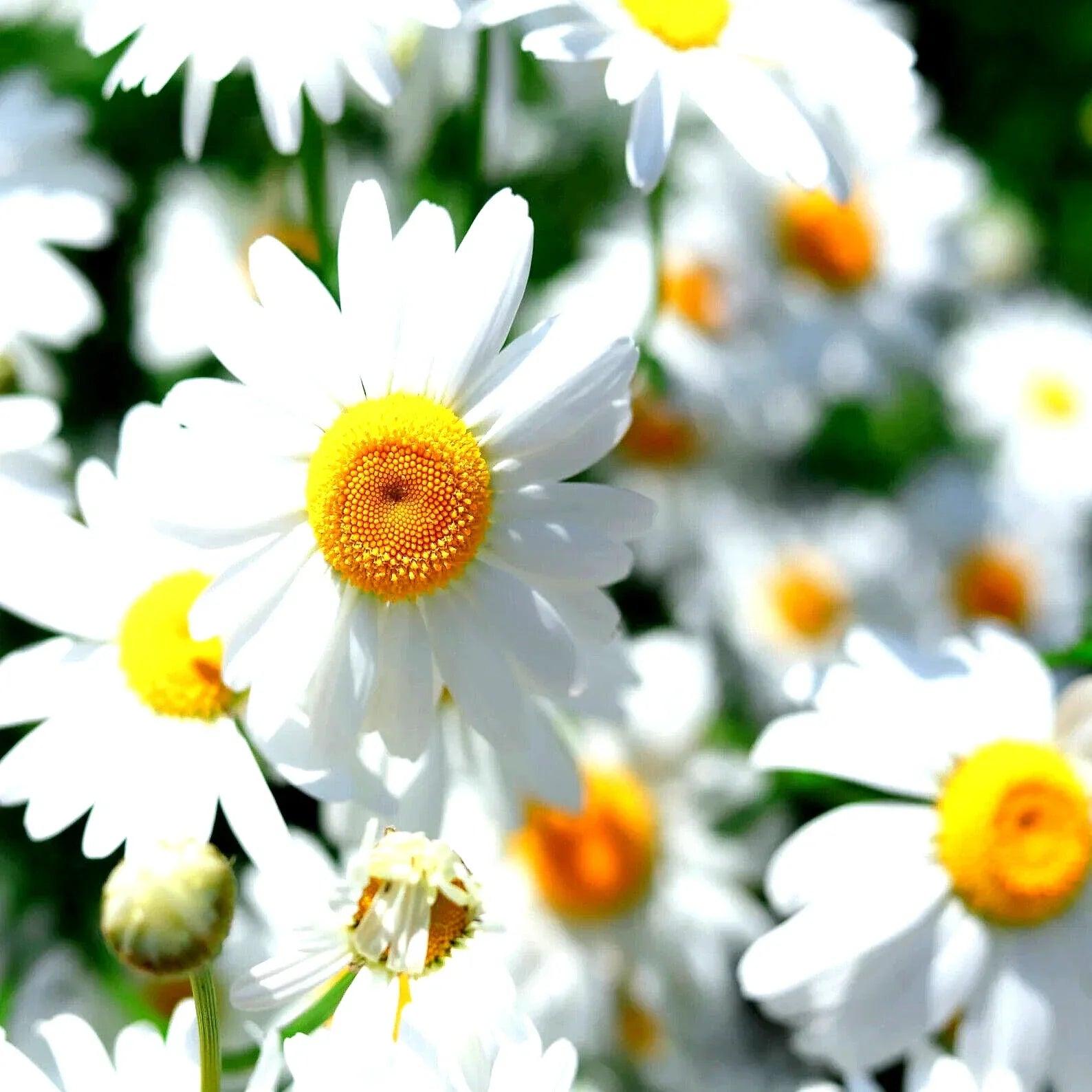 German Chamomile Seeds - 15,000 Non-GMO Heirloom Flower Seeds for Herbal Tea & Medicinal Use - Matricaria chamomilla