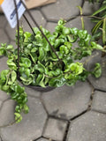 Hoya Hindu Rope Plant Cutting - Wax Plant, Hoya carnosa 'Compacta' - Indoor Houseplant Propagation