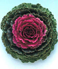 Ornamental Kale Seeds - Songbird Red - 40 Fresh Seeds - Brassica oleracea - Vibrant Red Foliage for Fall Gardens