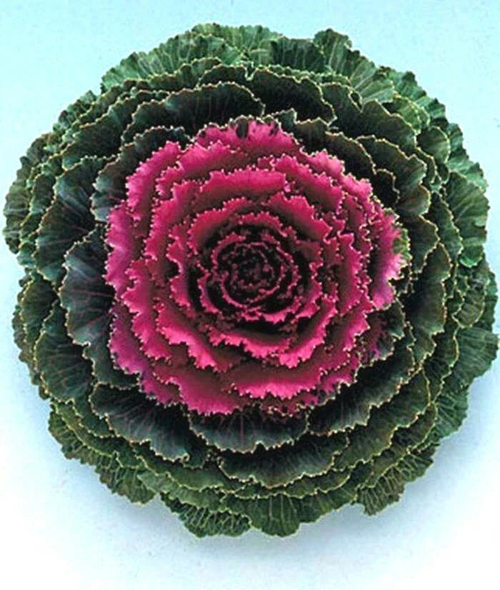 Ornamental Kale Seeds - Songbird Red - 40 Fresh Seeds - Brassica oleracea - Vibrant Red Foliage for Fall Gardens