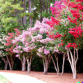 Crepe Myrtle Flower Tree Seeds - 100+ in 6 Bright Colors - Lagerstroemia indica - Garden Plant Seeds for Landscaping