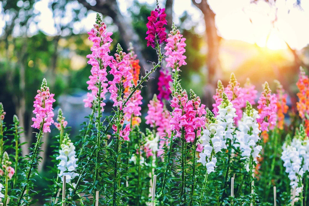 Snapdragon Seeds - 250+ Count - Vibrant Antirrhinum majus Flowers for Garden Planting