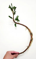 Botswana Wonder Sensitive Plant Live Aquatic Plant – Mimosa pudica Tropical Water Garden, Touch-Responsive Foliage