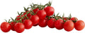 Sugar Bomb Cherry Tomato Seeds - Organic Heirloom Non-GMO Solanum lycopersicum, High Yield, Sweet Juicy Fruit, for Containers & Gardens