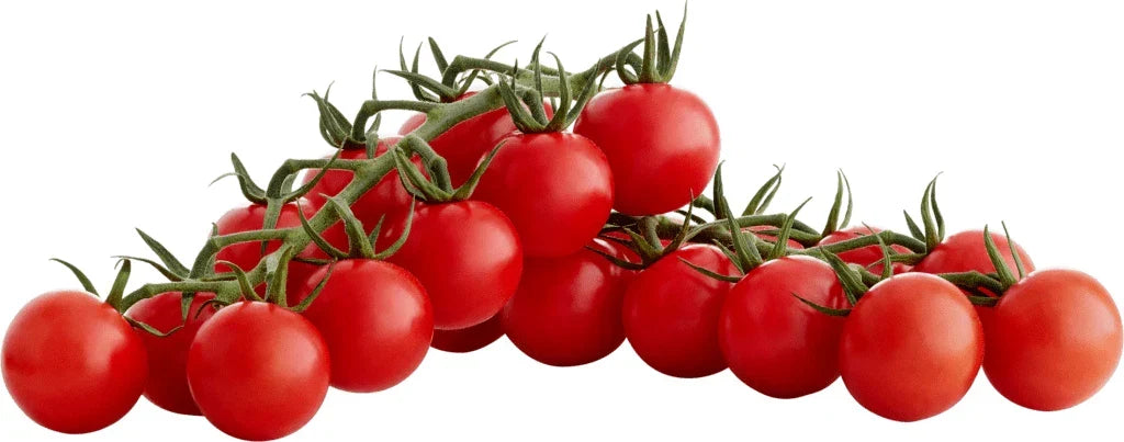 Sugar Bomb Cherry Tomato Seeds - Organic Heirloom Non-GMO Solanum lycopersicum, High Yield, Sweet Juicy Fruit, for Containers & Gardens