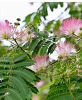 Silk Tree Seeds - 15+ Seeds - Albizia julibrissin - Pink Fluffy Flowers - Mimosa / Persian Silk Tree Seeds